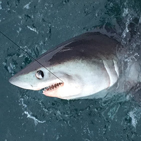 Deon Hunter lands 8ft Bull Shark 