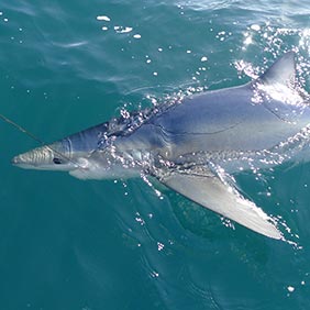 Thresher Shark Fishing in the UK - Rok Max