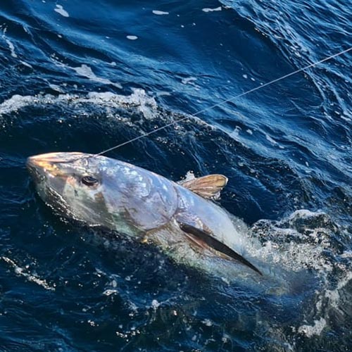 Guide to UK Bluefin Tuna Fishing - Tackle & Tips