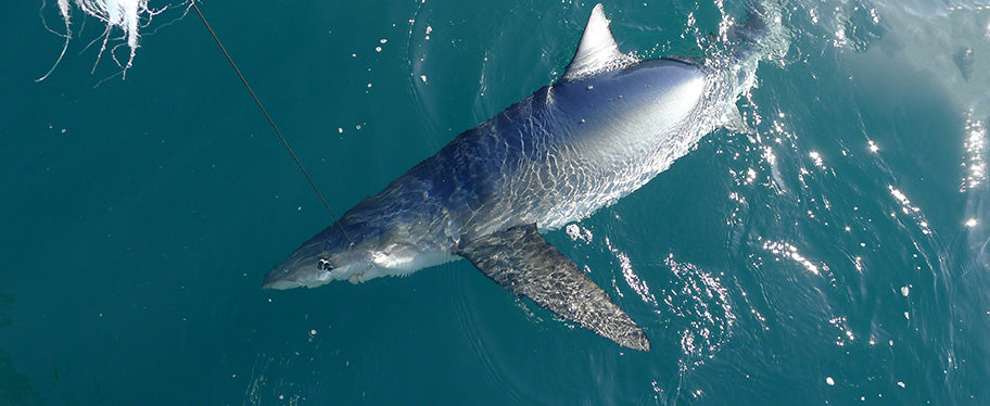 Blue Shark Fishing Tackle, Rods & Reels - Rox Max