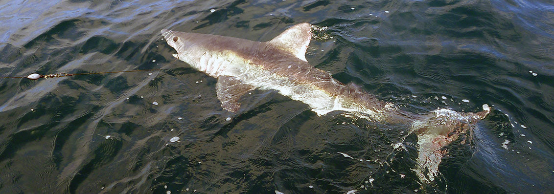 Northeast Inshore Shark Fishing Tips