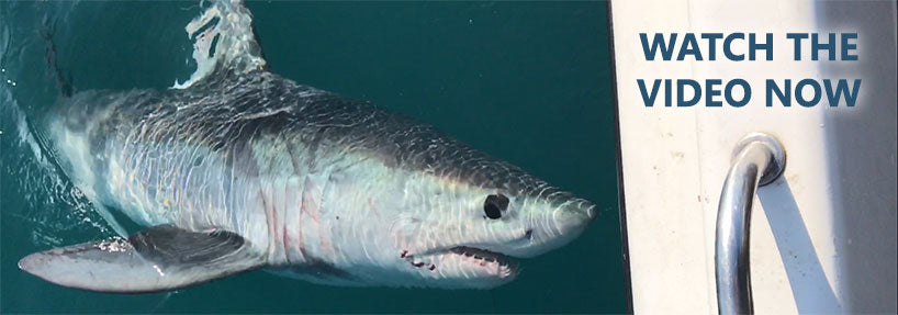 porbeagle shark vs mako